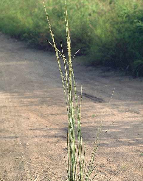 Exemplaire adulte de Sporobolus indicus - Poaceae - © Thomas le Bourgeois / CIRAD
