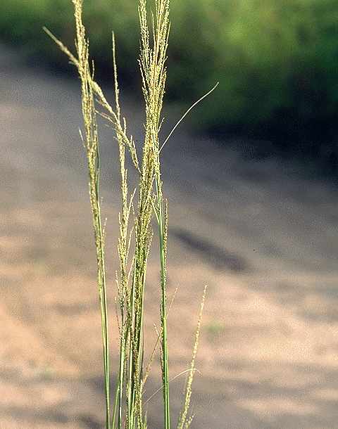 Détail de Sporobolus indicus - Poaceae - © Thomas le Bourgeois / CIRAD