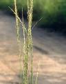 Détail de Sporobolus indicus - Poaceae - © Thomas le Bourgeois / CIRAD