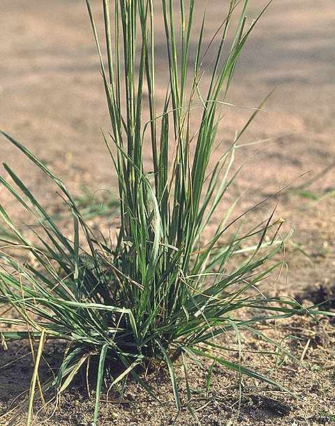 Plantule de Sporobolus indicus - Poaceae - © Thomas le Bourgeois / CIRAD