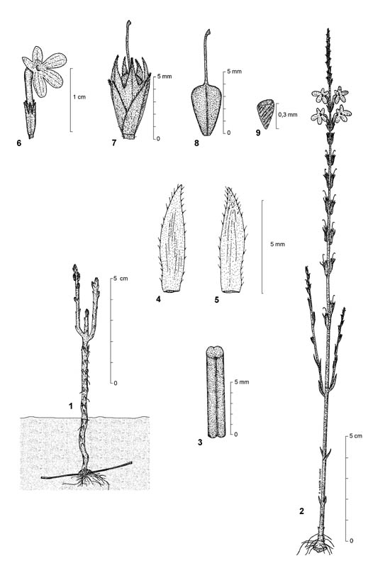 Dessin botanique de Striga gesnerioides - Orobanchaceae - © Kamga Tchaye / CIRAD