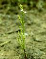 Détail de Striga gesnerioides - Orobanchaceae - © Thomas le Bourgeois / CIRAD