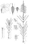 Dessin botanique de Striga hermonthica - Orobanchaceae - © Kamga Tchaye / CIRAD