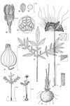 Dessin botanique de Tacca leontopetaloides - Dioscoreaceae - © Kamga Tchaye / CIRAD