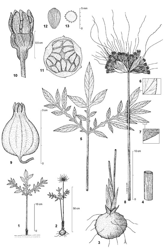Dessin botanique de Tacca leontopetaloides - Dioscoreaceae - © Kamga Tchaye / CIRAD
