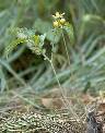 Tacca leontopetaloides - Dioscoreaceae au stade adulte - © Thomas le Bourgeois / CIRAD