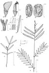 Dessin botanique de Tephrosia bracteolata - Fabaceae - © Kamga Tchaye / CIRAD
