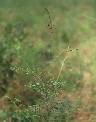 Tephrosia bracteolata - Fabaceae au stade adulte - © Thomas le Bourgeois / CIRAD