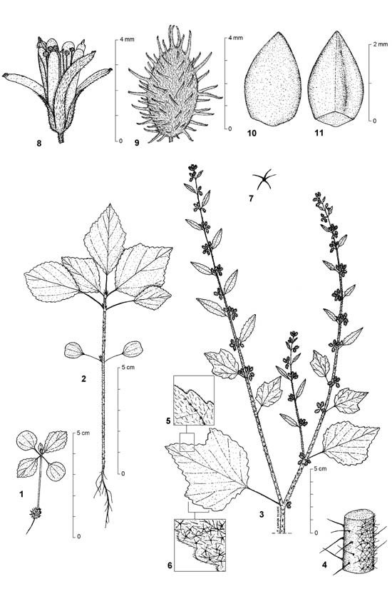 Dessin botanique de Triumfetta pentandra - Malvaceae - © Kamga Tchaye / CIRAD