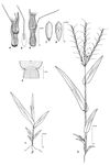 Dessin botanique de Thelepogon elegans - Poaceae - © Kamga Tchaye / CIRAD
