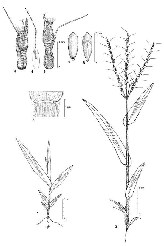 Dessin botanique de Thelepogon elegans - Poaceae - © Kamga Tchaye / CIRAD