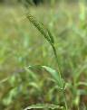 Détail de Thelepogon elegans - Poaceae - © Thomas le Bourgeois / CIRAD
