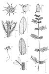 Dessin botanique de Tribulus terrestris - Zigophyllaceae - © Kamga Tchaye / CIRAD