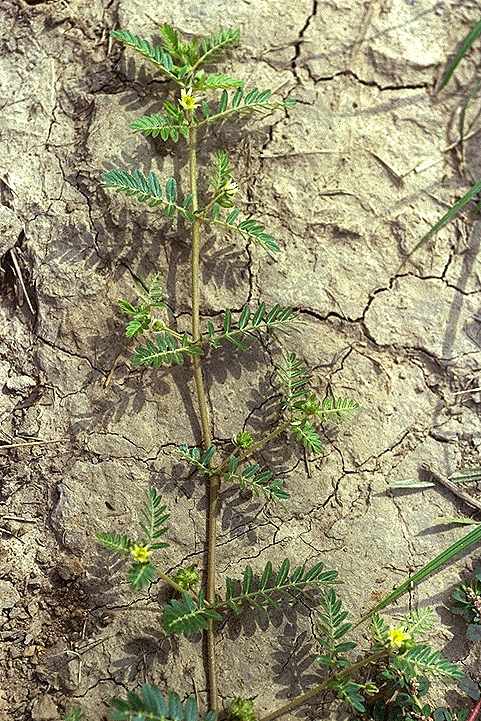 Exemplaire adulte de Tribulus terrestris - Zigophyllaceae - © Thomas le Bourgeois / CIRAD