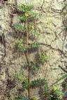 Tribulus terrestris - Zigophyllaceae au stade adulte - © Thomas le Bourgeois / CIRAD