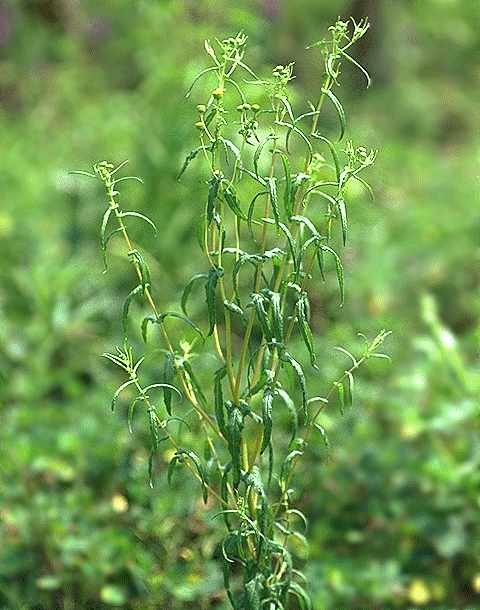 Exemplaire adulte de Vicoa leptoclada - Asteraceae - © Thomas le Bourgeois / CIRAD