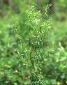 Vicoa leptoclada - Asteraceae au stade adulte - © Thomas le Bourgeois / CIRAD