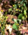 Détail de Vicoa leptoclada - Asteraceae - © Thomas le Bourgeois / CIRAD