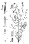 Dessin botanique de Vernonia perrottetii - Asteraceae - © Kamga Tchaye / CIRAD