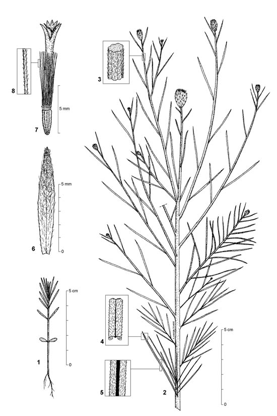 Dessin botanique de Vernonia perrottetii - Asteraceae - © Kamga Tchaye / CIRAD