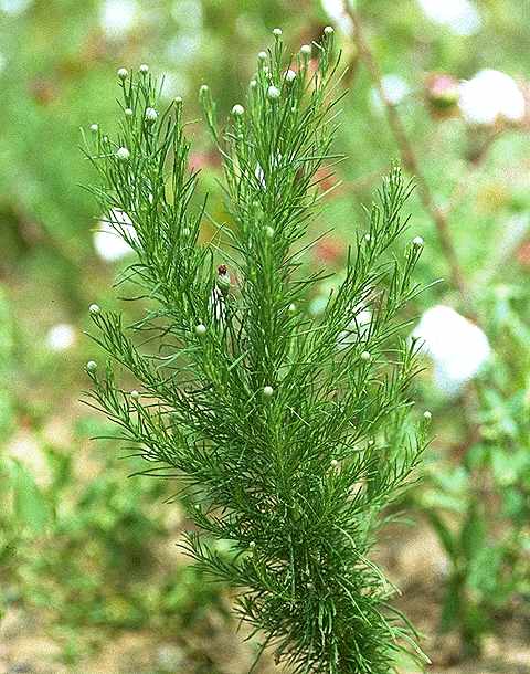 Exemplaire adulte de Vernonia perrottetii - Asteraceae - © Thomas le Bourgeois / CIRAD