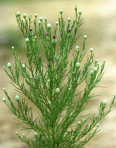 Détail de Vernonia perrottetii - Asteraceae - © Thomas le Bourgeois / CIRAD