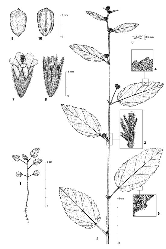 Dessin botanique de Waltheria indica - Malvaceae - © Kamga Tchaye / CIRAD