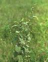 Waltheria indica - Malvaceae au stade adulte - © Thomas le Bourgeois / CIRAD