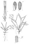 Dessin botanique de Tricliceras pilosum - Passifloraceae - © Kamga Tchaye / CIRAD