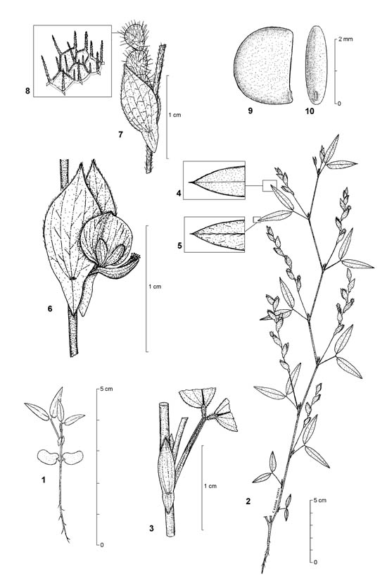 Dessin botanique de Zornia glochidiata - Fabaceae - © Kamga Tchaye / CIRAD