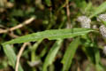 Leaf margins - © Juliana PROSPERI - Cirad