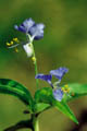 Flower with 3 blue petals - © Juliana PROSPERI - Cirad