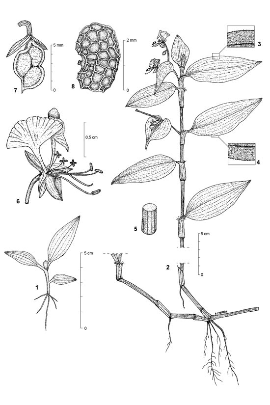 Botanical line drawing of Commelina diffusa - COMMELINACEAE - © -