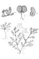Botanical line drawing - © -