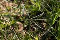 Inflorescence in a fingerlike arrangement  - © Juliana PROSPERI - Cirad