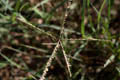 Inflorescence with grass flowers - © Juliana PROSPERI - Cirad