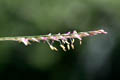 Grass flowers - © Juliana PROSPERI - Cirad