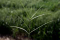 Leaves with flat arrangement - © Juliana PROSPERI - Cirad