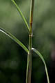 Nodes and leaf-sheath - © Juliana PROSPERI - Cirad