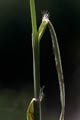 Ligule membranous and hairy - © Juliana PROSPERI - Cirad