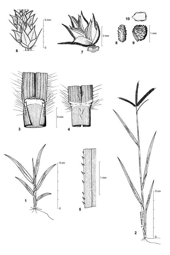 Botanical line drawing of Dactyloctenium aegyptiacum - POACEAE - © -