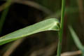 Leaf - © Juliana PROSPERI - Cirad