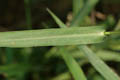 Leaf with midnerve raised underneath and rough margins - © Juliana PROSPERI - Cirad