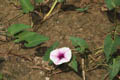 Big tubular flower widely opened - © Juliana PROSPERI - Cirad