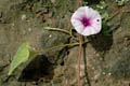 At leaf axil, formation of 1 or 2 flowers and roots - © Juliana PROSPERI - Cirad