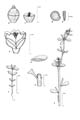 Botanical line drawing - © -