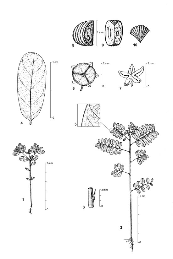 Botanical line drawing of Phyllanthus niruri - EUPHORBIACEAE - © -