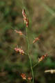 The inflorescence is a large panicle - © Juliana PROSPERI - Cirad