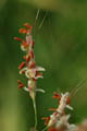 Detail of the grass flower showing the stigmas and orange stamens  - © Juliana PROSPERI - Cirad