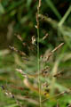 Mature inflorescence - © Juliana PROSPERI - Cirad